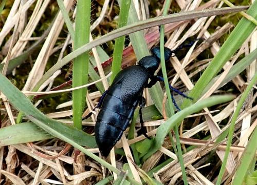 Meloe sp.